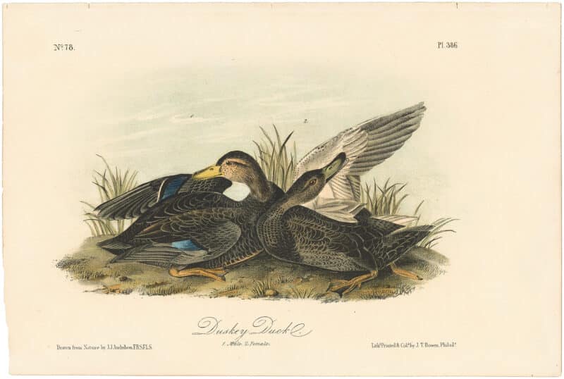 Audubon 2nd Ed. Octavo Pl. 386 Duskey Duck