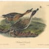 Audubon 2nd Ed. Octavo Pl. 390 Pintail Duck