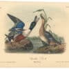 Audubon 2nd Ed. Octavo Pl. 394 Shoveller Duck