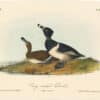 Audubon 2nd Ed. Octavo Pl. 398 Ring-necked Duck