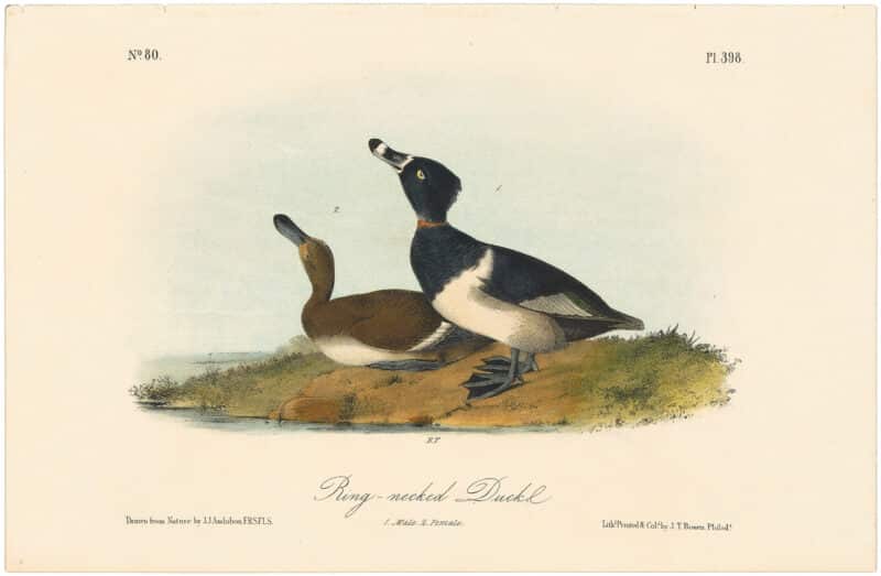Audubon 2nd Ed. Octavo Pl. 398 Ring-necked Duck