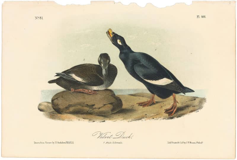 Audubon 2nd Ed. Octavo Pl. 401 Velvet Duck