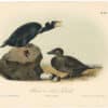 Audubon 2nd Ed. Octavo Pl. 402 Black or Surf Duck