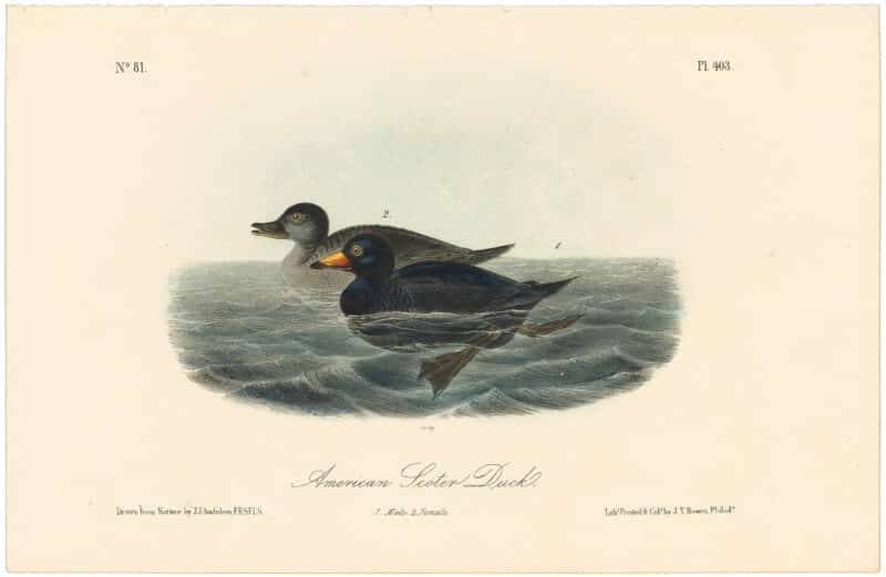 Audubon 2nd Ed. Octavo Pl. 403 American Scoter Duck