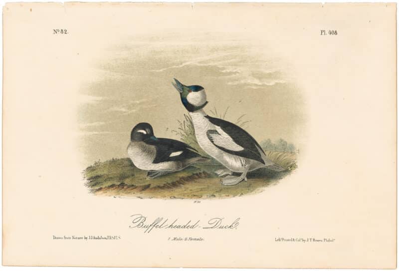 Audubon 2nd Ed. Octavo Pl. 408 Buffel-headed Duck