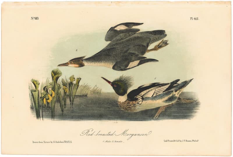 Audubon 2nd Ed. Octavo Pl. 412 Red-breasted Merganser
