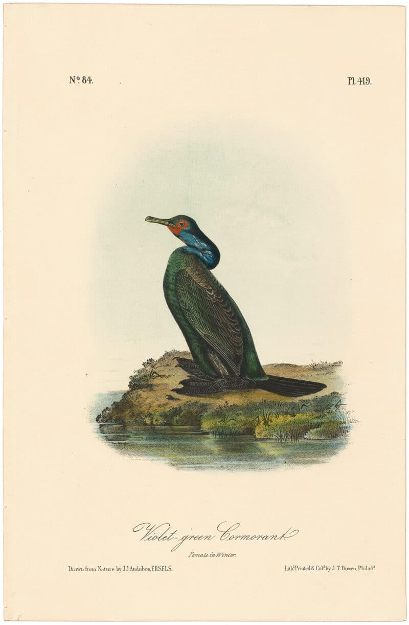 Audubon 2nd Ed. Octavo Pl. 419 Violet-green Cormorant
