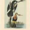 Audubon 2nd Ed. Octavo Pl. 420 American Anhinga Snake Bird
