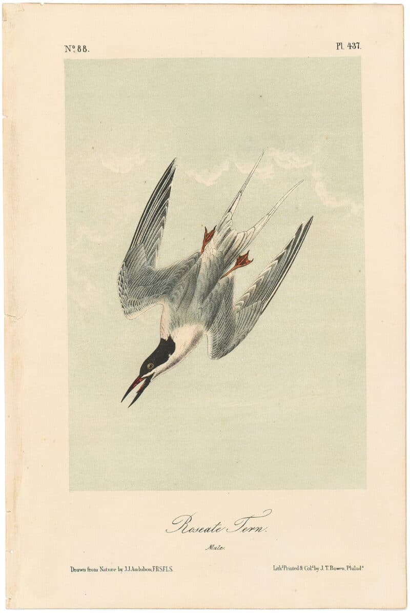 Audubon 2nd Ed. Octavo Pl. 437 Roseate Tern