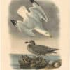 Audubon 2nd Ed. Octavo Pl. 448 Herring or Silvery Gull