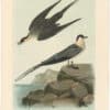 Audubon 2nd Ed. Octavo Pl. 453 Arctic Jager