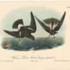 Audubon 2nd Ed. Octavo Pl. 460 Wilson's Petrel - Mother Carey's chicken