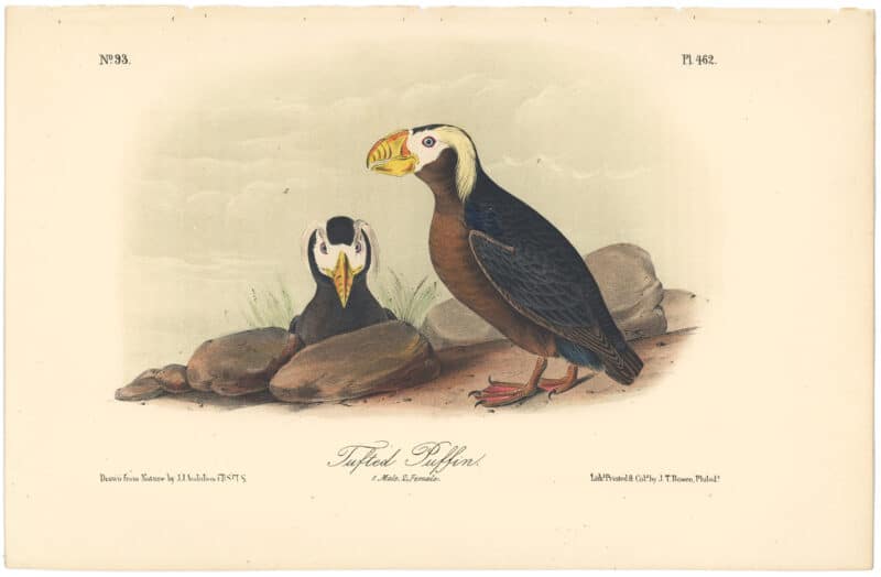 Audubon 2nd Ed. Octavo Pl. 462 Tufted Puffin