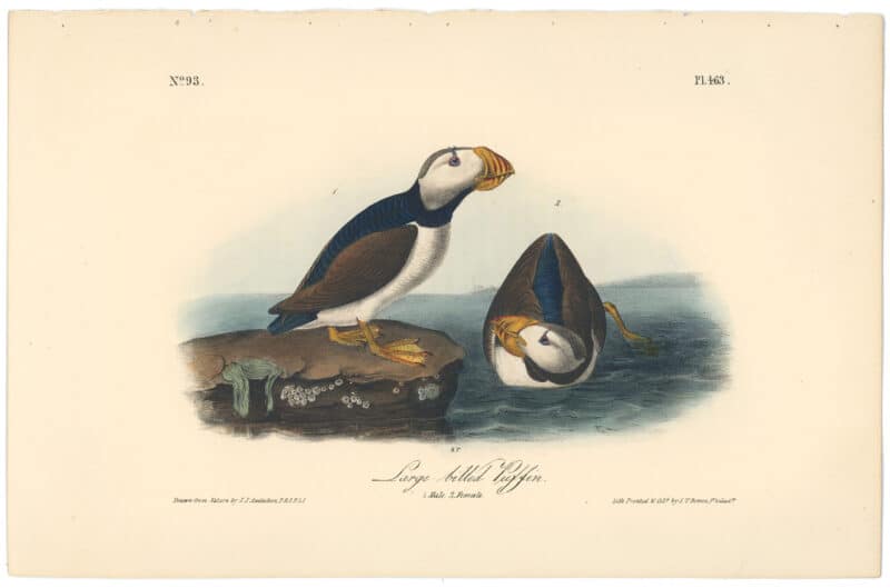 Audubon 2nd Ed. Octavo Pl. 463 Large-billed Puffin