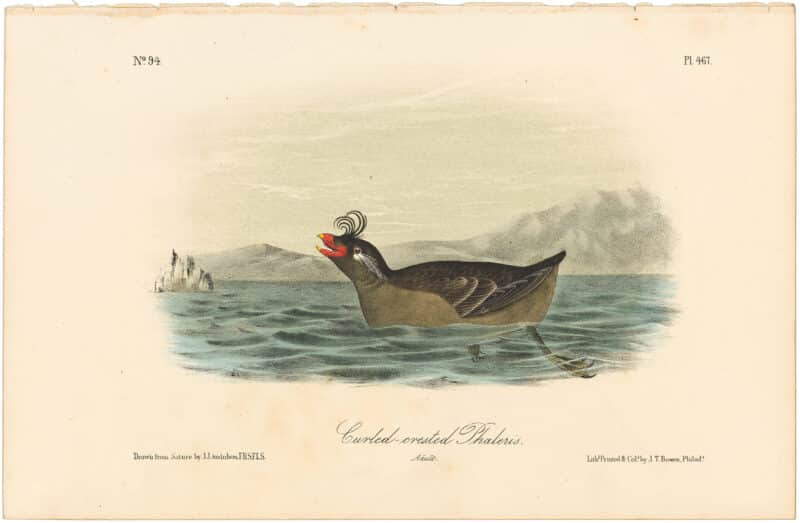 Audubon 2nd Ed. Octavo Pl. 467 Curled-crested Phaleris
