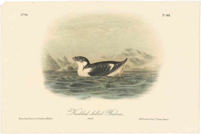 Audubon 2nd Ed. Octavo Pl. 468 Knobbed-billed Phaleris
