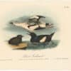 Audubon 2nd Ed. Octavo Pl. 474 Black Guillemot