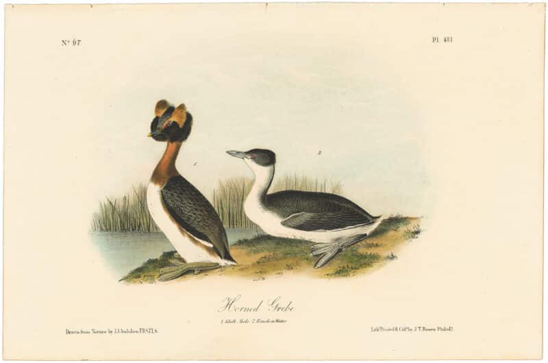 Audubon 2nd Ed. Octavo Pl. 481 Horned Grebe