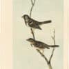 Audubon 2nd Ed. Octavo Pl. 484 Harris' Finch