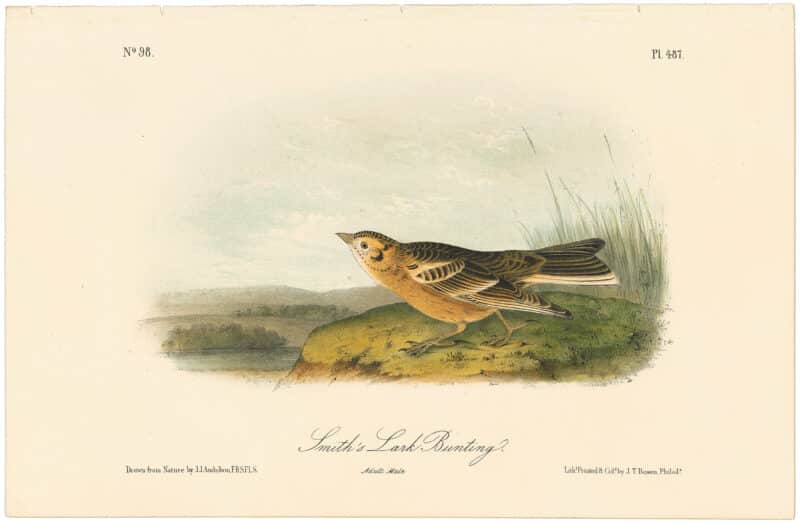 Audubon 2nd Ed. Octavo Pl. 487 Smith's Lark - Bunting