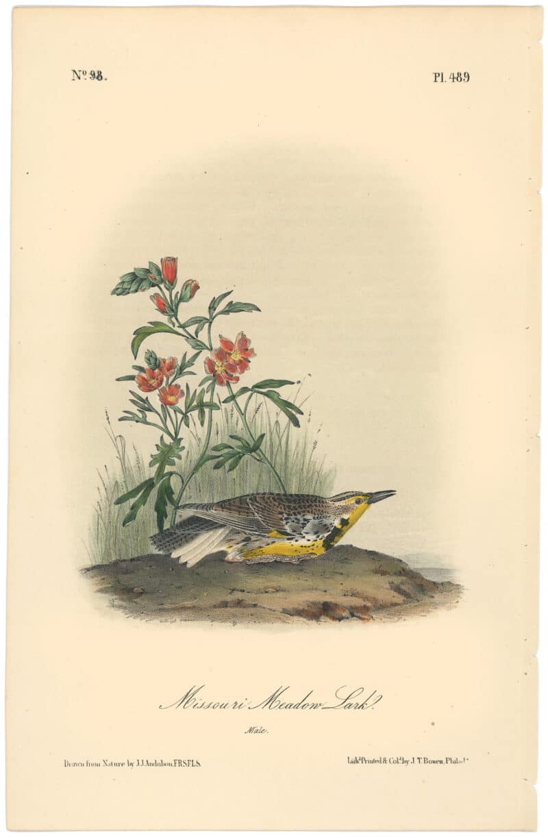 Audubon 2nd Ed. Octavo Pl. 489 Missouri Meadow Lark