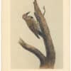 Audubon 2nd Ed. Octavo Pl. 494 Missouri Red-moustached Woodpecker