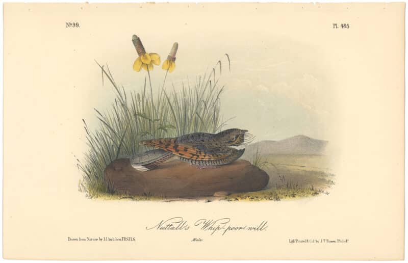 Audubon 2nd Ed. Octavo Pl. 495 Nuttall's Whip-poor-will