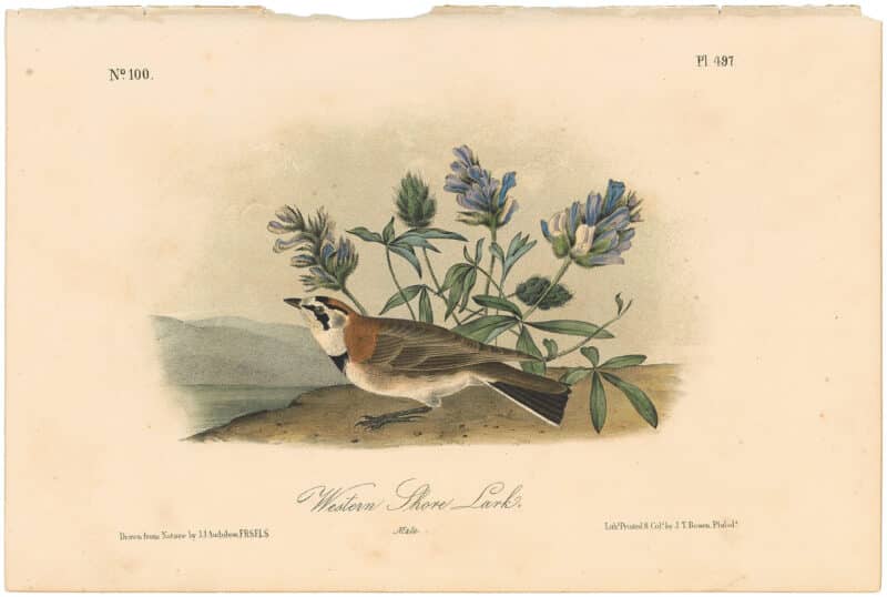 Audubon 2nd Ed. Octavo Pl. 497 Western Shore Lark