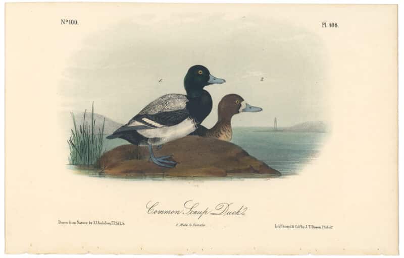 Audubon 2nd Ed. Octavo Pl. 498 Common Scaup Duck