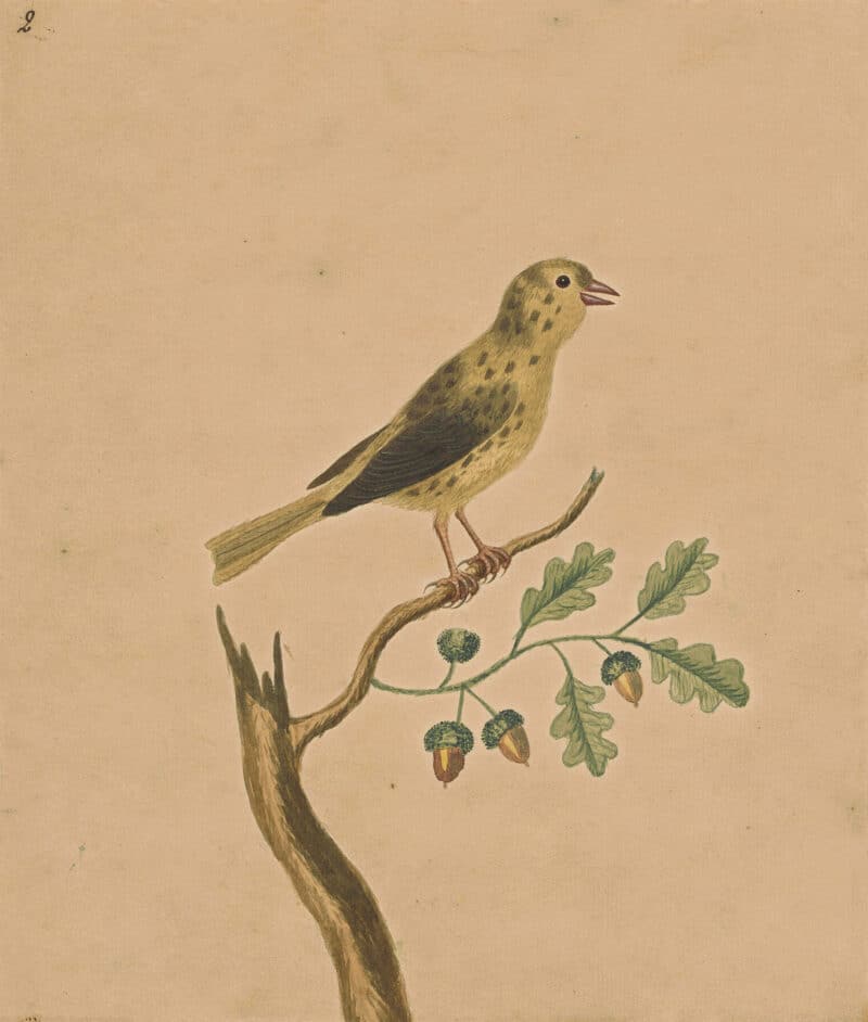 Edwards Pl. 1, American goldfinch