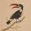 Edwards Pl. 2, White-throated toucan