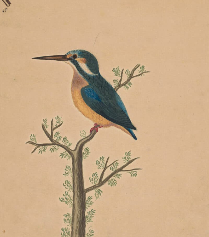 Edwards Pl. 3, Kingfisher