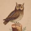 Edwards Pl. 4, Eastern screech owl