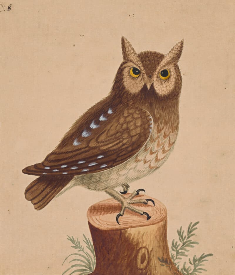 Edwards Pl. 4, Eastern screech owl