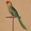 Edwards Pl. 5, Carolina parrot