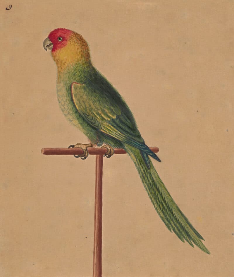 Edwards Pl. 5, Carolina parrot
