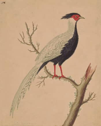 Edwards Pl. 8, Black and white Chinese pheasant