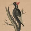 Edwards Pl. 9, Ivory-billed woodpecker