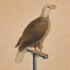 Edwards Pl. 10, Bald eagle