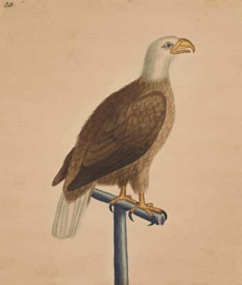 Edwards Pl. 10, Bald eagle