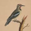 Edwards Pl. 11, Yellow-bellied woodpecker