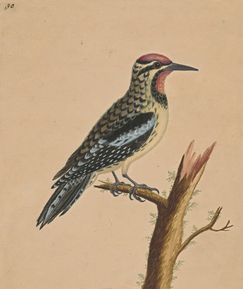 Edwards Pl. 11, Yellow-bellied woodpecker