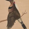 Edwards Pl. 12, Gold-winged woodpecker