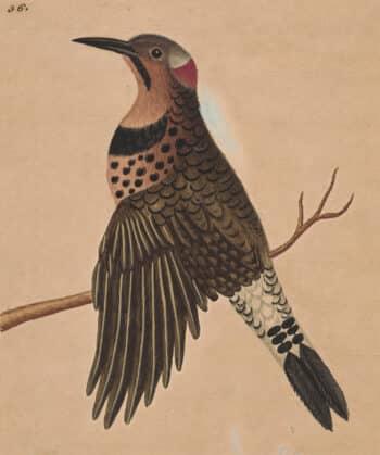Edwards Pl. 12, Gold-winged woodpecker