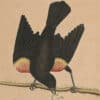 Edwards Pl. 13, Red-winged blackbird