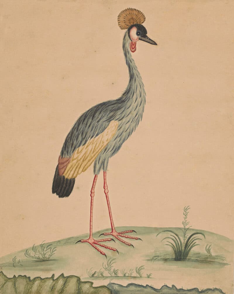 Edwards Pl. 16, Crowned crane
