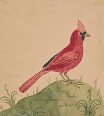 Edwards Pl. 17, Northern cardinal