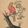 Edwards Pl. 18, Parrot with fruit