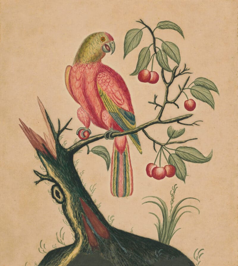 Edwards Pl. 18, Parrot with fruit