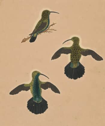 Edwards Pl. 19, Hummingbirds